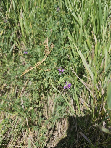 Alfalfa