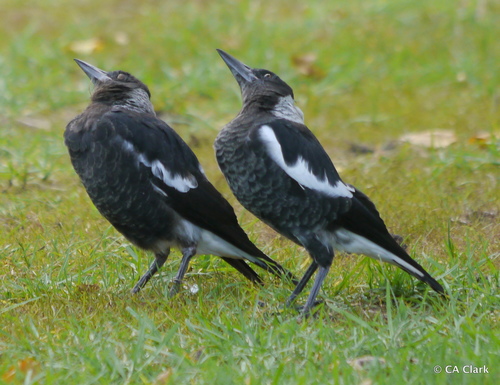 Australian Magpie, photo 8 of 10