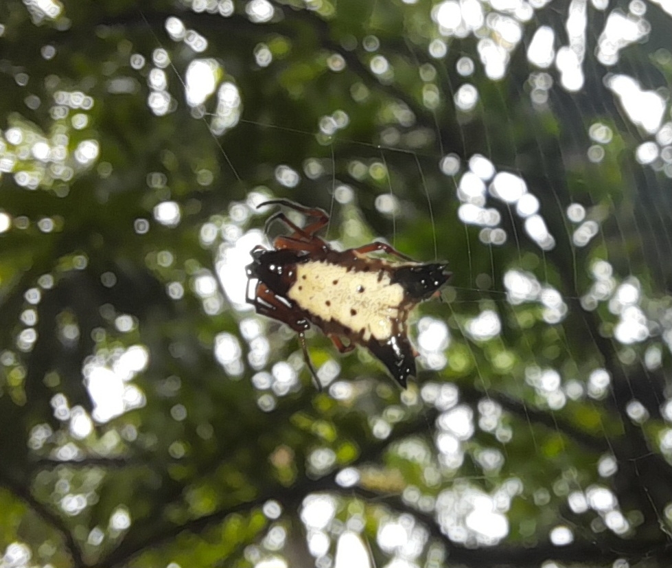 orb weavers