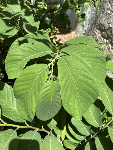 Ilama (Annona macroprophyllata)