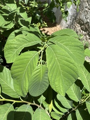Annona macroprophyllata
