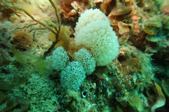Pseudodiazona claviformis