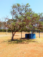 Dalbergia miscolobium