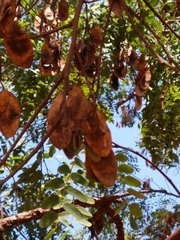 Dalbergia miscolobium