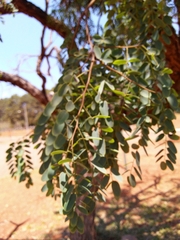 Dalbergia miscolobium