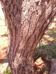 Dalbergia miscolobium