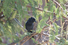 Laniarius funebris