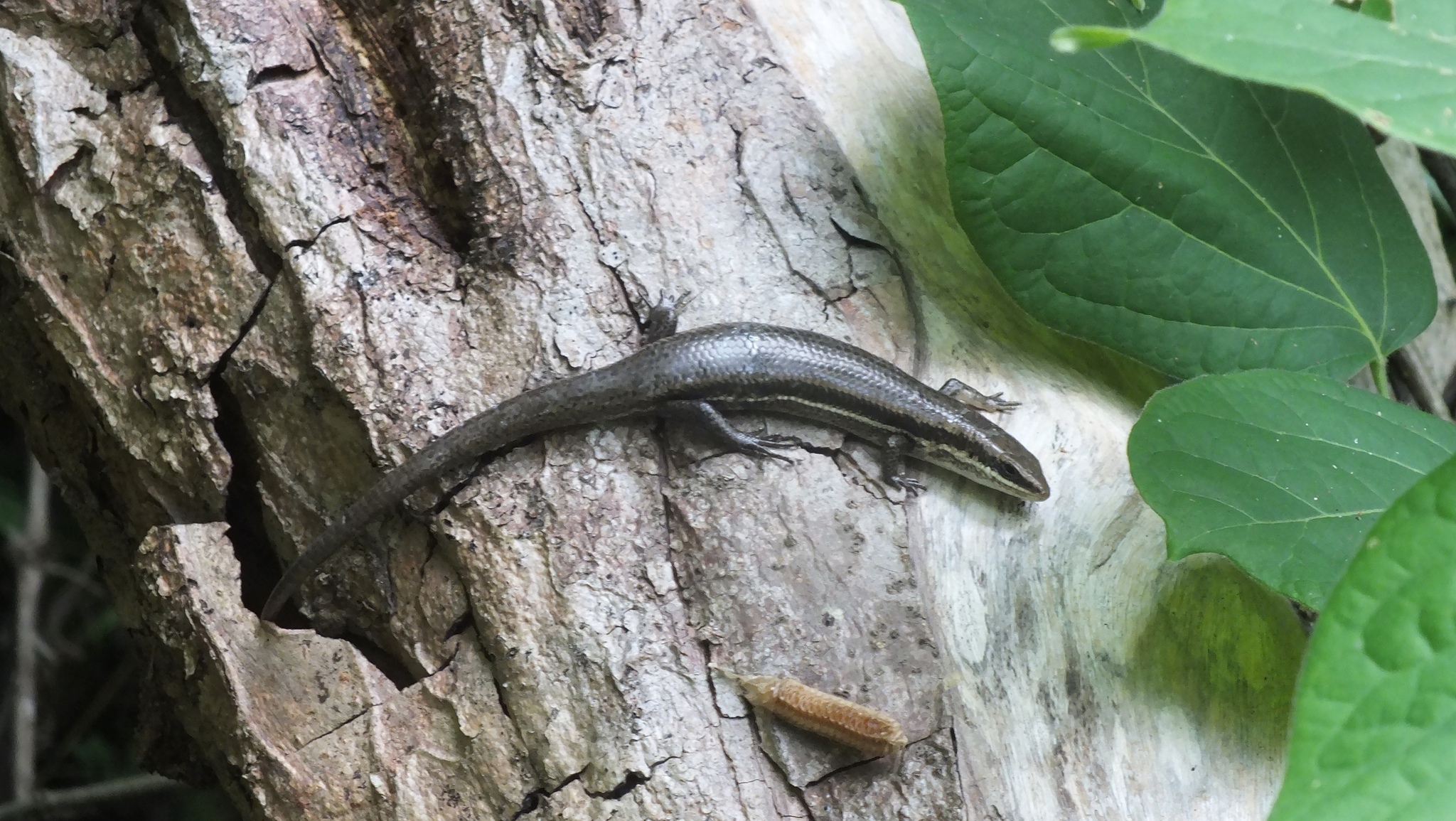 Tehuantepec Skink photo 2