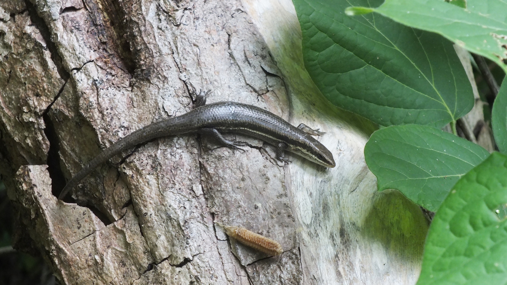 Tehuantepec Skink photo 3