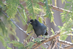 Laniarius funebris