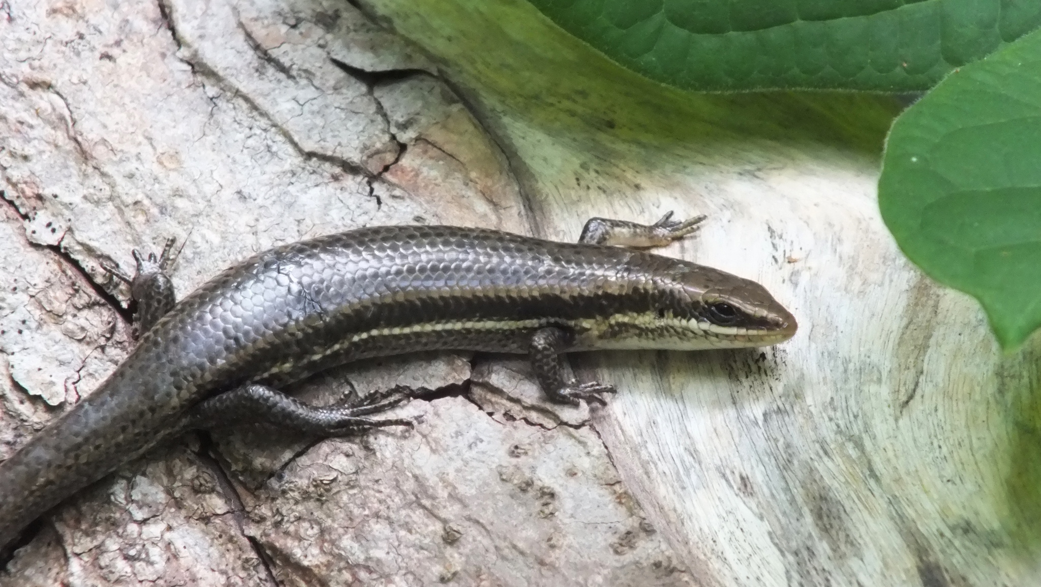 Tehuantepec Skink photo 4