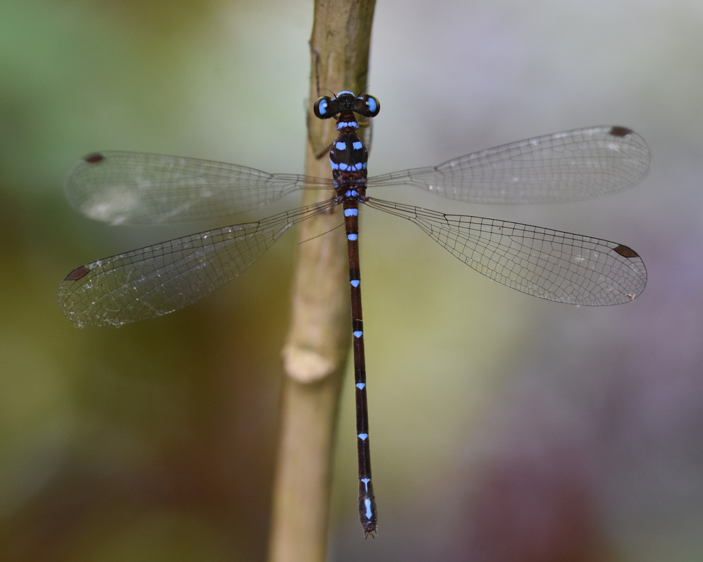 Podolestes furcifer