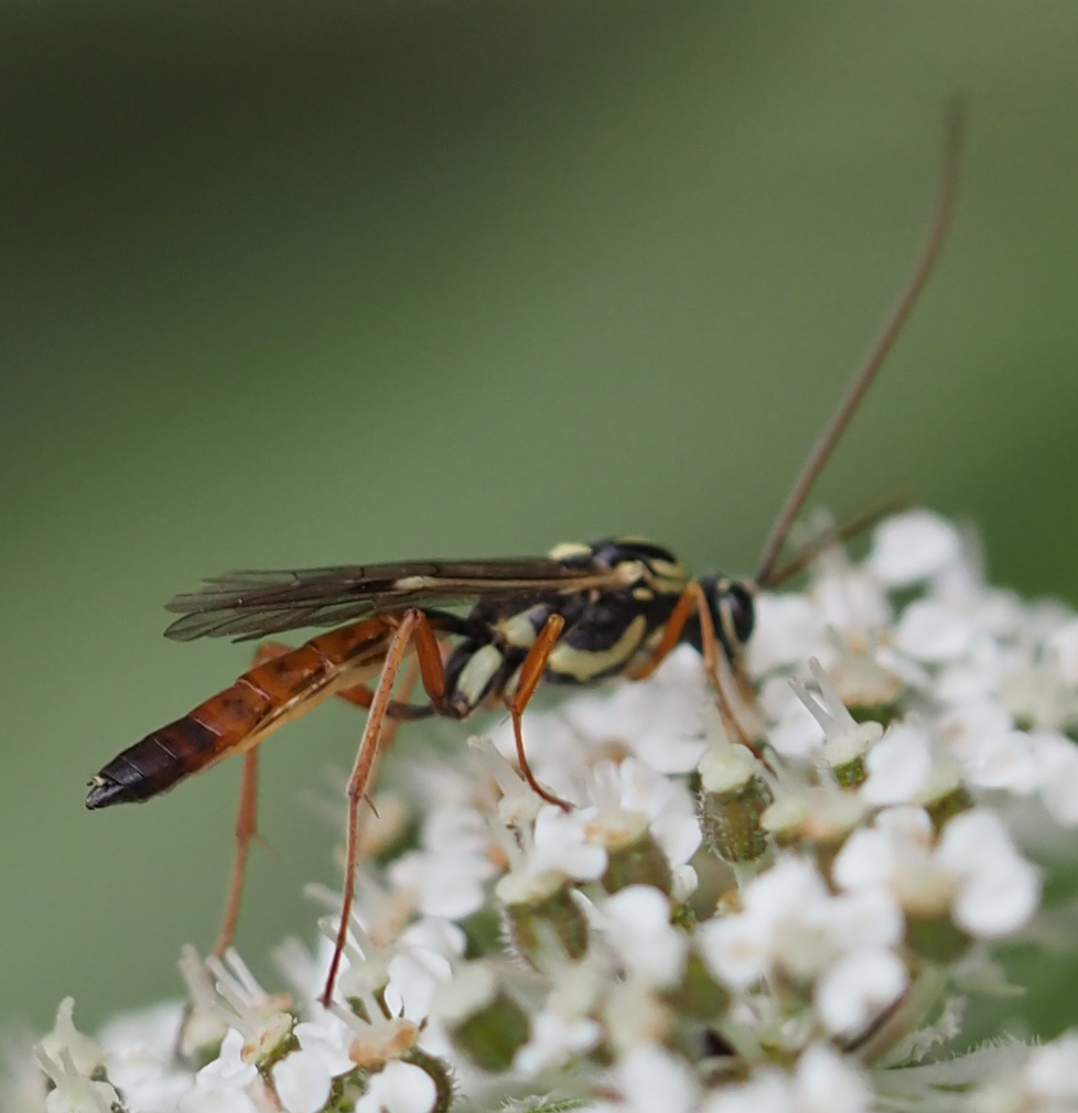 Lissonota cruentator