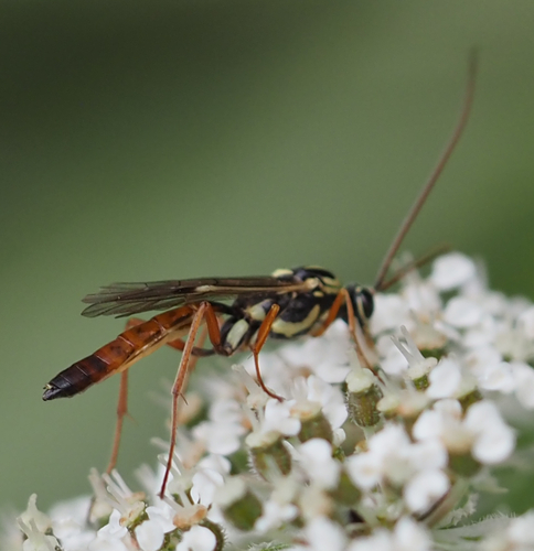 Lissonota cruentator