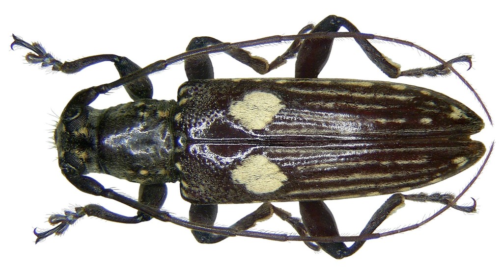 Elaidius