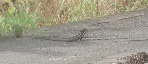 Brown Basilisk