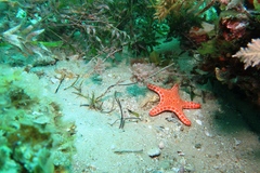 Stigmatopora narinosa