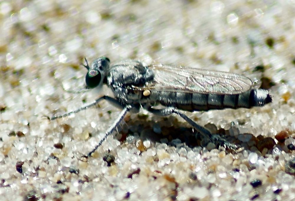 Silvery Pirate