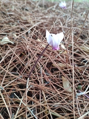Cyclamen graecum