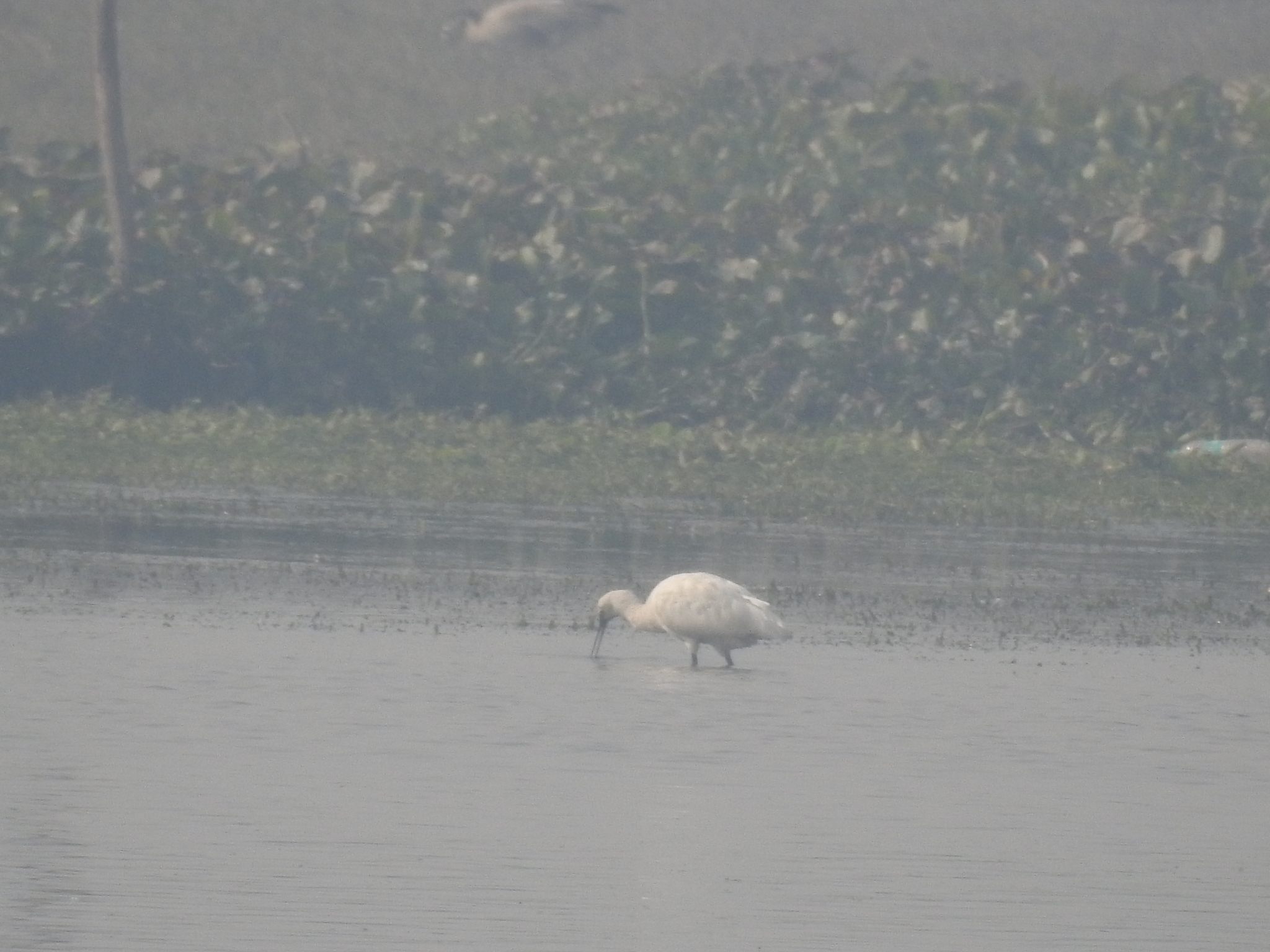 Eurasian Spoonbill