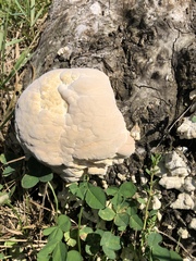 Pseudoinonotus