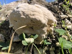Pseudoinonotus