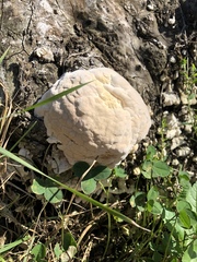 Pseudoinonotus