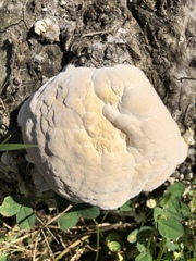 Pseudoinonotus