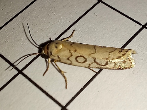 Acanthofrontia dicycla
