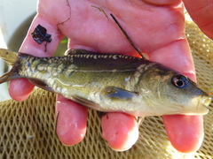 Cyprinus carpio carpio