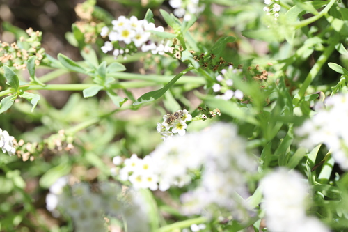 iNaturalist observation photo of Calliopsis hesperia