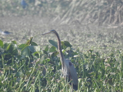 Ardea purpurea
