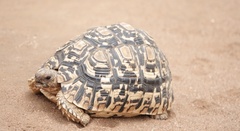 Stigmochelys pardalis