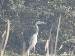 Ardea cinerea