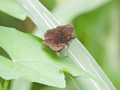 Pellicia
