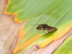 Pellicia