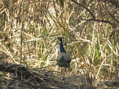 Pavo cristatus