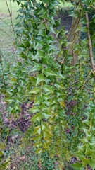 Ilex bioritsensis
