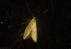 Aeolothapsa malacella