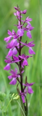 Anacamptis palustris