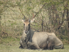 Boselaphus tragocamelus