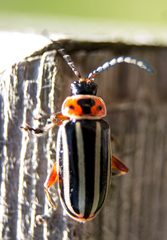 Disonycha uniguttata