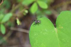 Dendryphantes zygoballoides