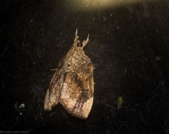 Crocidolomia suffusalis