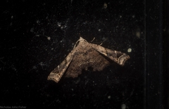 Esthlodora variabilis