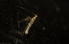 Cyphosticha panconita