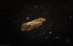 Azaleodes micronipha