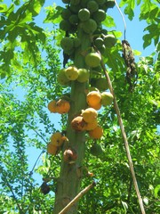 Vasconcellea cauliflora