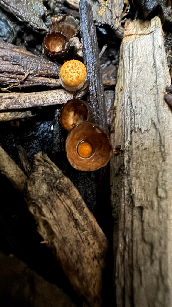 Crucibulum simile · July 2025 · photo: © frankashwood (iNaturalist, cc-by)