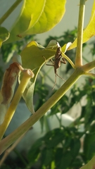 Leptoglossus occidentalis